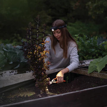  A woman wearing a LED Lenser headlamp is gardening in a raised bed at dusk. The headlamp illuminates her work area, allowing her to see clearly in the low-light conditions. She is using pruning shears to trim a plant. The background features lush greenery, indicating a garden setting.